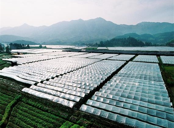 �����߲˴���